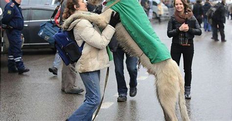 Big Dog Hug Imgur