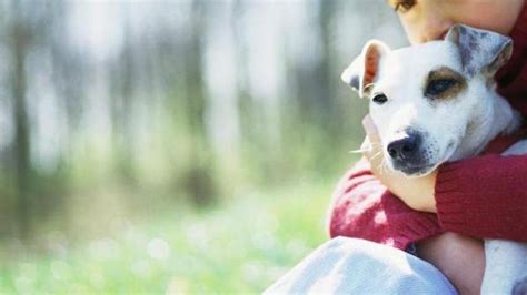 Resumen de artículos como superar la muerte de un perro por eutanasia actualizado