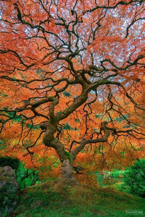 Combinations of all these factors help determine the traveling across the state, you soon discover that oregon is home to a wide range of trees. Living Legend | Japanese Maple Tree | Portland, Oregon ...