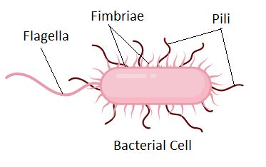Pili Fimbriae And Flagellaa Play A Role In Motility In Bacteriab Are Surface Structures Of