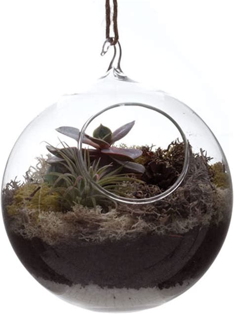 Chive Hudson Hanging Glass Globe Sphere For Terrariums Bigamart