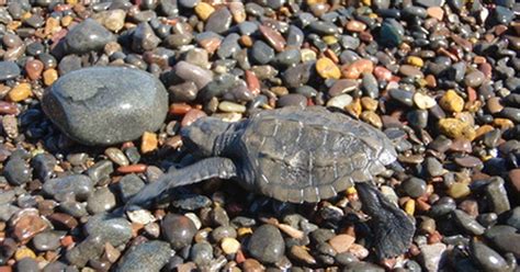 Like turtles, tortoises rely on their shell to protect their vital organs. What Do Turtles Need to Live? | eHow UK