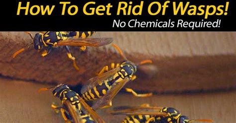 Hornets nest formed around a mask in shed. How To Get Rid Of Wasps Naturally: 10 Ways For Control ...