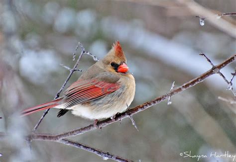 Species Spotlight Northern Cardinals Nature Notes Blog