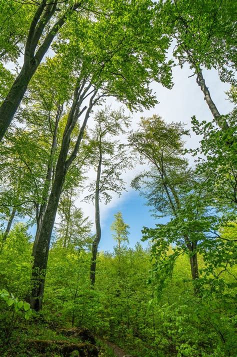 Forest Lush Foliage Tall Trees And Blue Cloudy Sky Stock Photo