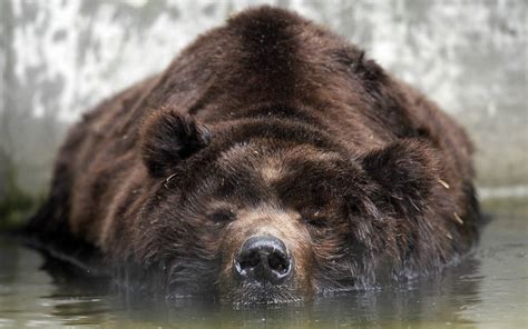 Posted by admin posted on february 10, 2019 with no comments. Grizzly Bear Backgrounds - Wallpaper Cave