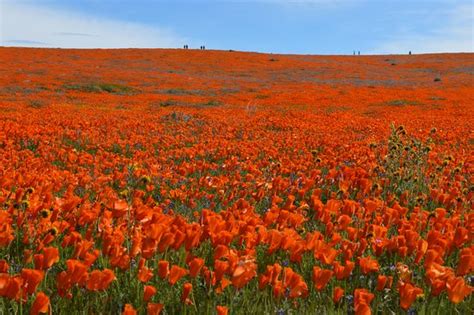 Antelope Valley California Poppy Reserve Lancaster 2020 All You Need To Know Before You Go