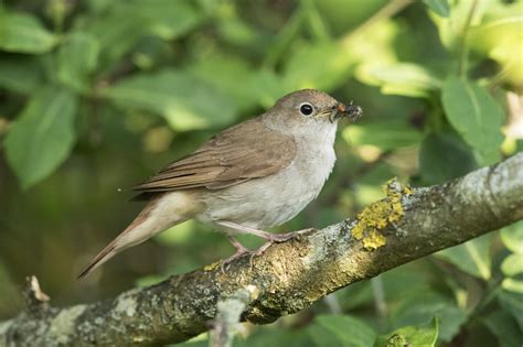 Common Nightingale By Andrew Moon Birdguides