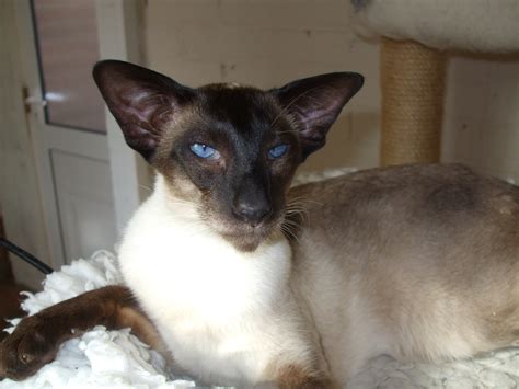 Seal Point Siamese Kitten