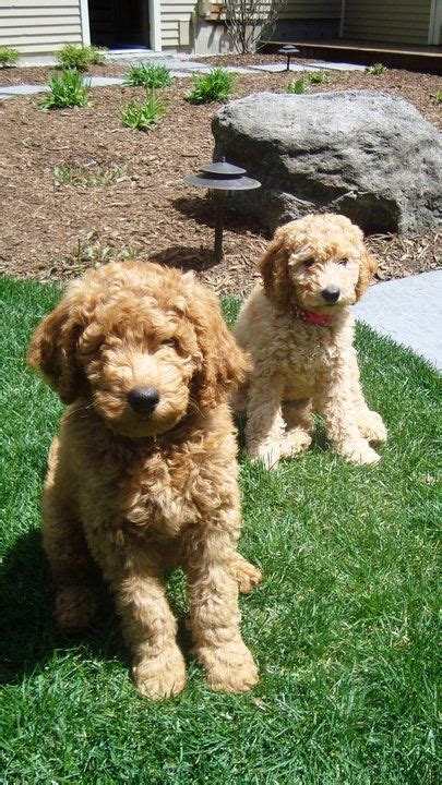 They gave us these beautiful double doodles and can't wait to let y'all enjoy them. labradoodles | Labradoodle puppy, Cute animals