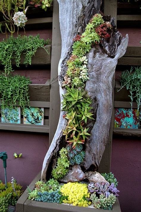 50 Best Succulent Garden Ideas For 2023