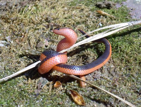 Filecarphophis Vermis Western Worm Snake Wikimedia Commons