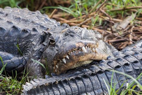 Alligator Close Up Taken At Everglades National Park Florida Stock