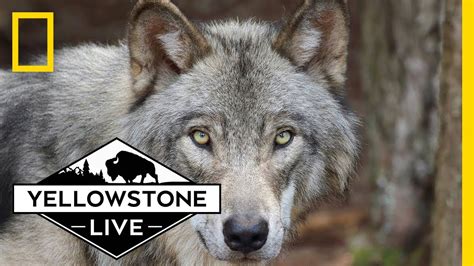 Wolves In Yellowstone Live Yellowstone Live Youtube