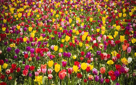 35 Field Of Tulips Wallpaper Wallpapersafari