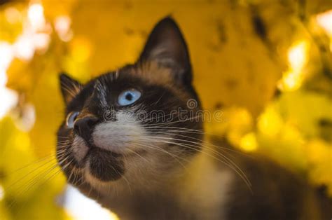 Siamese Cat In Yellow Autumn Leaves Portrait Stock Photo Image Of