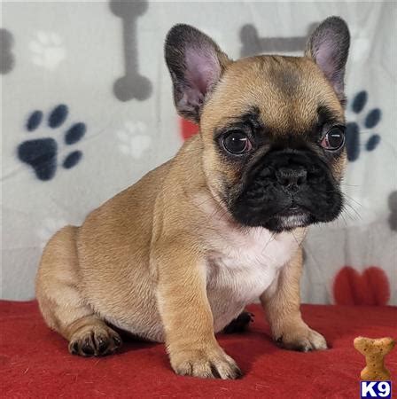 Specializing in breeding french bulldog puppies of the rarest and distinct colors, our dogs are carefully selected from the strongest, healthiest champion bloodlines. French Bulldog Puppy for Sale: Midget 9 Weeks old