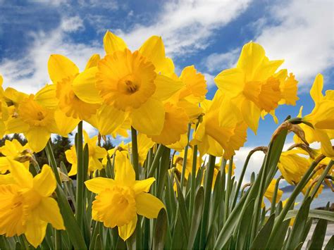 Daffodils Spring Wallpapers Wallpaper Cave