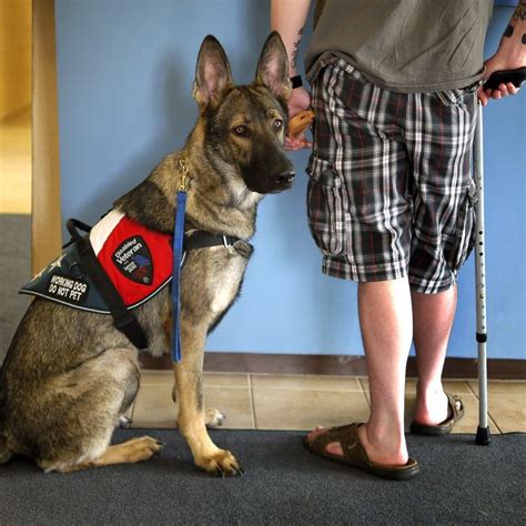 But in general the issue of fake or poorly trained service dogs is a real american problem. New Yorkers Are Bringing Fake Service Dogs Into Fancy ...
