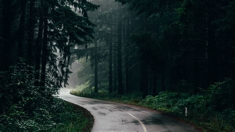 Twisty Forest Road Wallpaper Nature And Landscape Wallpaper Better