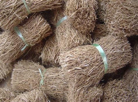 Vetiver - ein cooler Duft ~ Duftnoten
