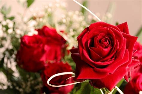 Un prezioso mazzo accuratamente confezionato di rose rosse e bianche. Fiori per compleanno: ad ognuno il suo fiore di buon compleanno