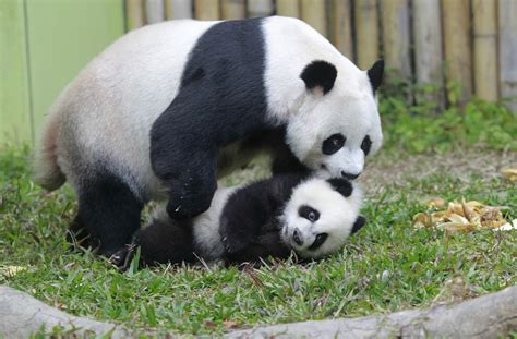 Census Shows Chinas Wild Giant Panda Population Growing