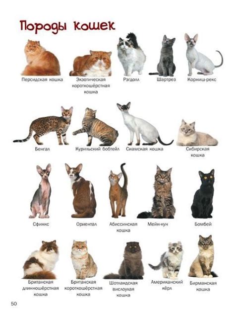 Какого котика по породе вы бы хотели купить Singapura Cat Chartreux