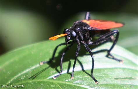 Black Wasp Like Insect With Indigo Blue Eyes Orange Wings And Orange