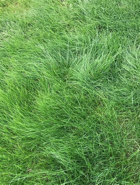 Pt 701 Let It Grow Grasses A No Mow Fescue Grass Lawn Grass