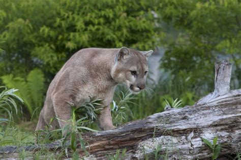 Eastern Puma Declared Officially Extinct