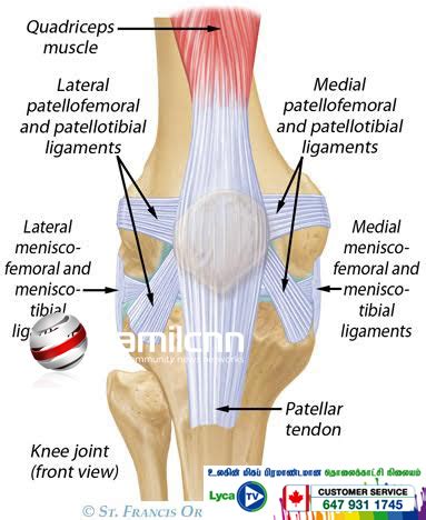 Two this kind of knee tendon diagrams can be found. unnamed (1) copy - Tamilcnn - Tamil News - Tamil Cinema ...