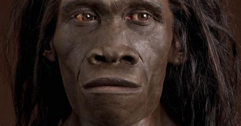 Laziness Led To Homo Erectus Extinction Controversial Theory Claims