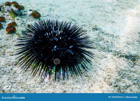 Underwater Sea Urchins On A Rock Close Up Underwater Urchins Stock