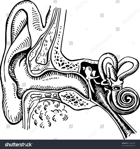Anatomy Of The Human Ear Stock Vector 57682435 Shutterstock