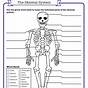 Skeletal System Lab Worksheet