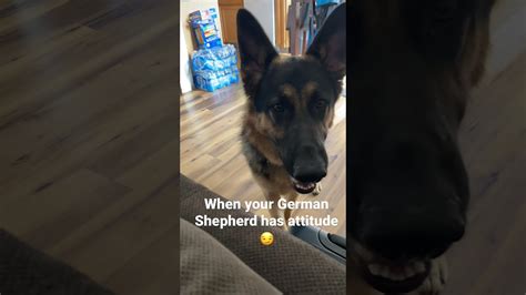 11 Month Old German Shepherd Attitude Barking Youtube