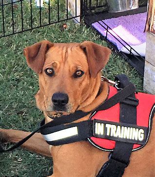 Pet paradise is a full service pet, pet food, and pet supplies superstore located in london, on pet paradise is associated with numerous animal adoption agencies and works with them to help provide. Dog for adoption - Katie, a Rhodesian Ridgeback Mix in ...