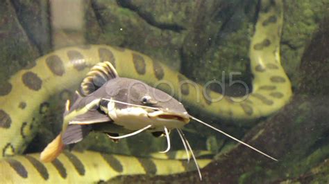 Free Photo Redtail Catfish Catfish Fish Tank Free Download Jooinn