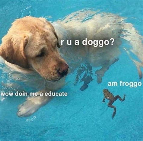 Love These Doggo Memes 9gag