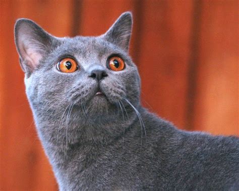 30 Cutest Pictures Of British Shorthair Cat Calvin Best Photography