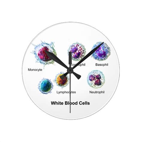 Diagram Of White Blood Cells Leukocytes Round Clock Au