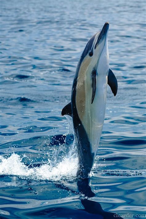 Short Beaked Common Dolphin Delphinus Delphis Common Dolphin