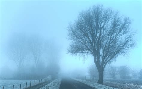 Withered Trees During Foggy Winter Day Hd Wallpaper Wallpaper Flare