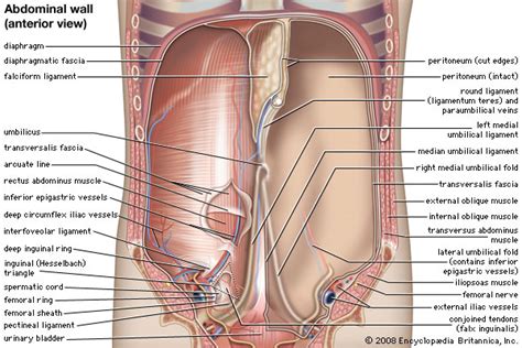 The kidneys, protected by the lower ribs, lie in shallow depressions against the posterior abdominal wall and behind the parietal peritoneum. thoracic cavity | anatomy | Britannica.com