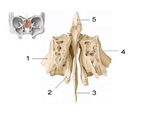 Ethmoid Bone - Anterior View Quiz