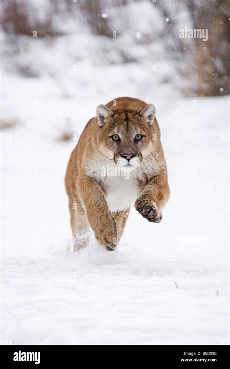 Running Cougar Felis Concolor In The Snow Montana Usa Stock Photo