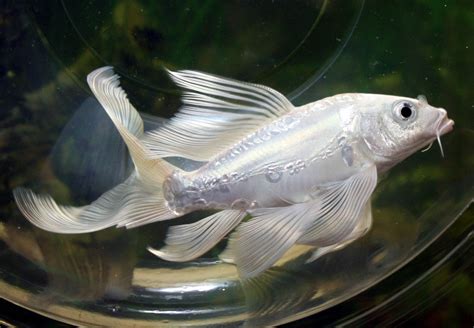 Live Koi Fish Platinum Pure White Doitsu Butterfly Long Fin 6 7 Koibay