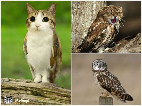 Meowls Cat Heads Placed On Owl Bodies Gorgeous Cats Animal Mashups