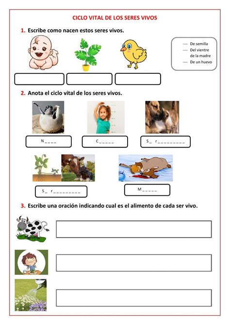 Atividades Sobre Ciclo De Vida Dos Seres Vivos 2 Ano